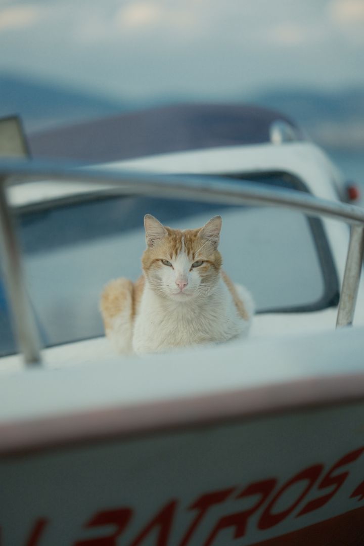Harbor Heartbeat, Kocaeli, Türkiye