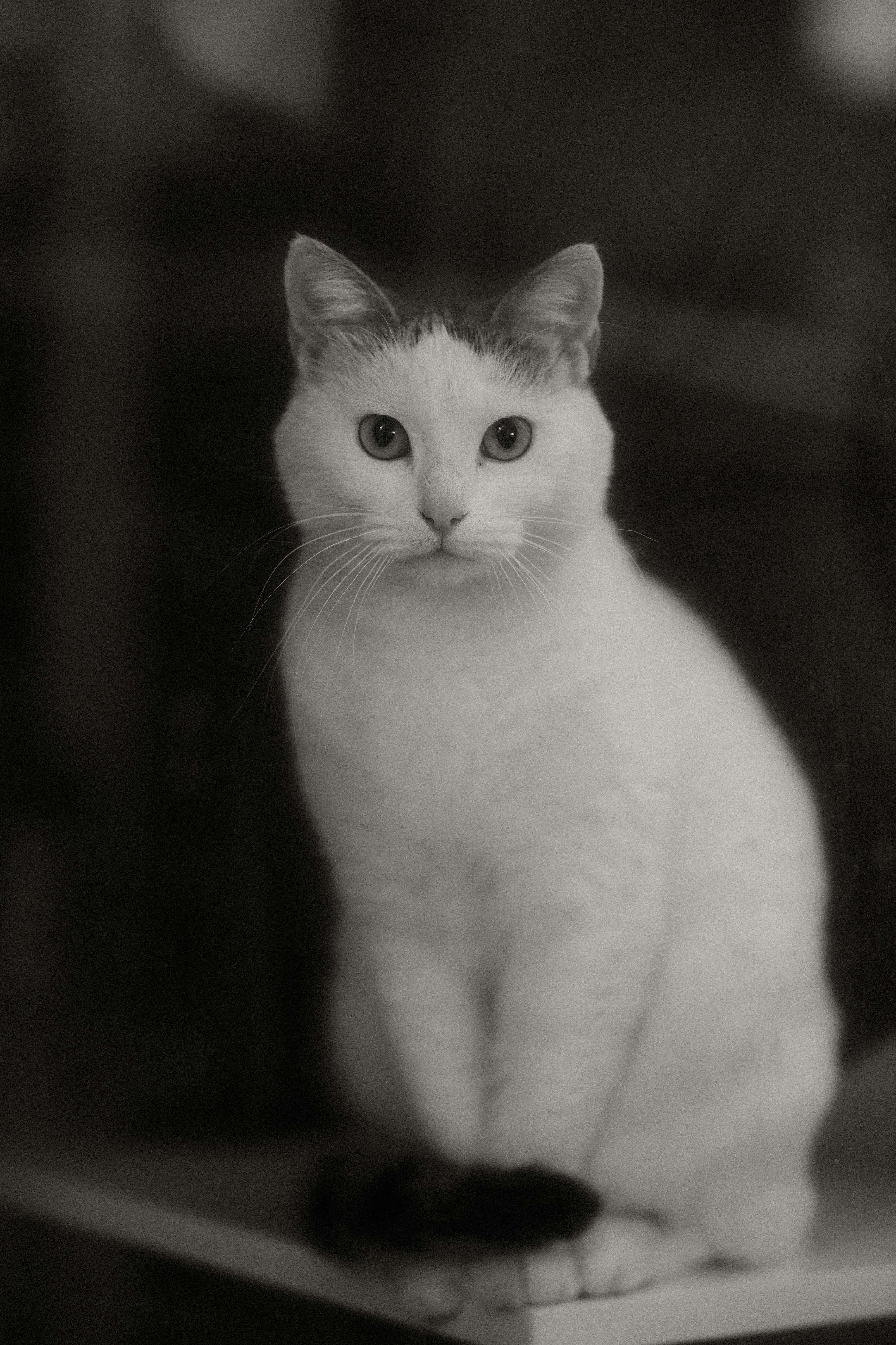 A serene black and white portrait of a white cat sitting indoors.