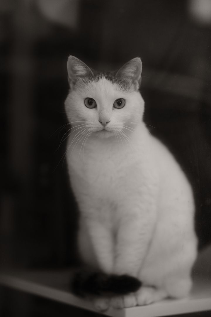 White Cat, Kocaeli, Türkiye