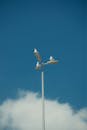Seagulls Perched on Street Light Against Blue Sky