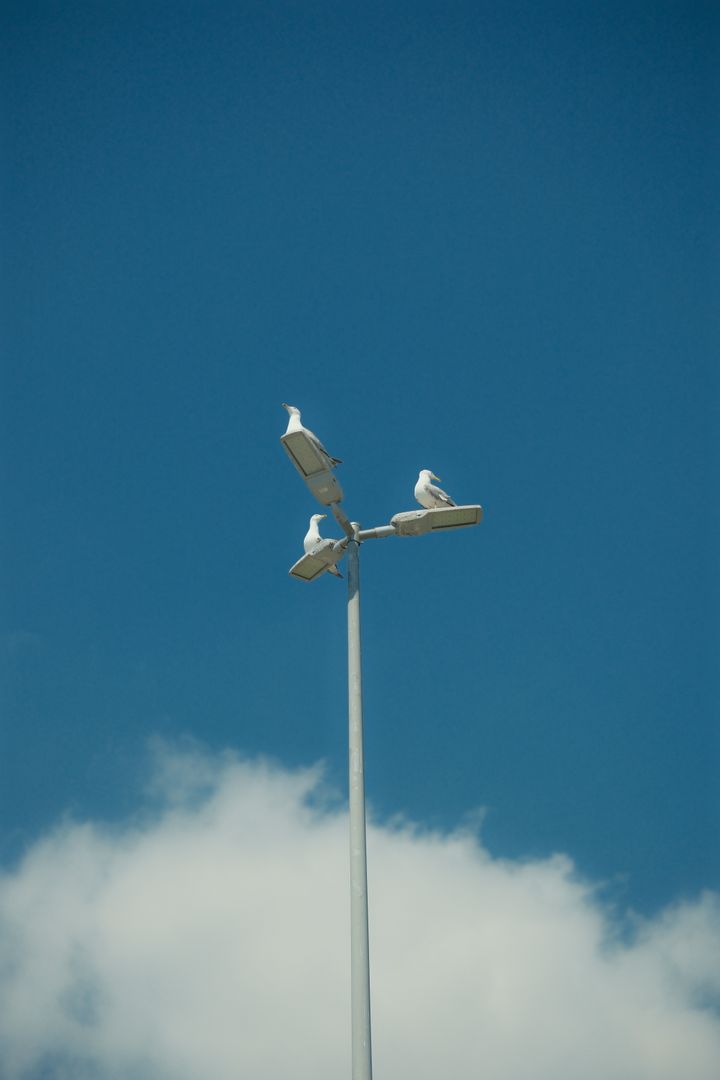 Streetlight Gulls, Istanbul, Türkiye