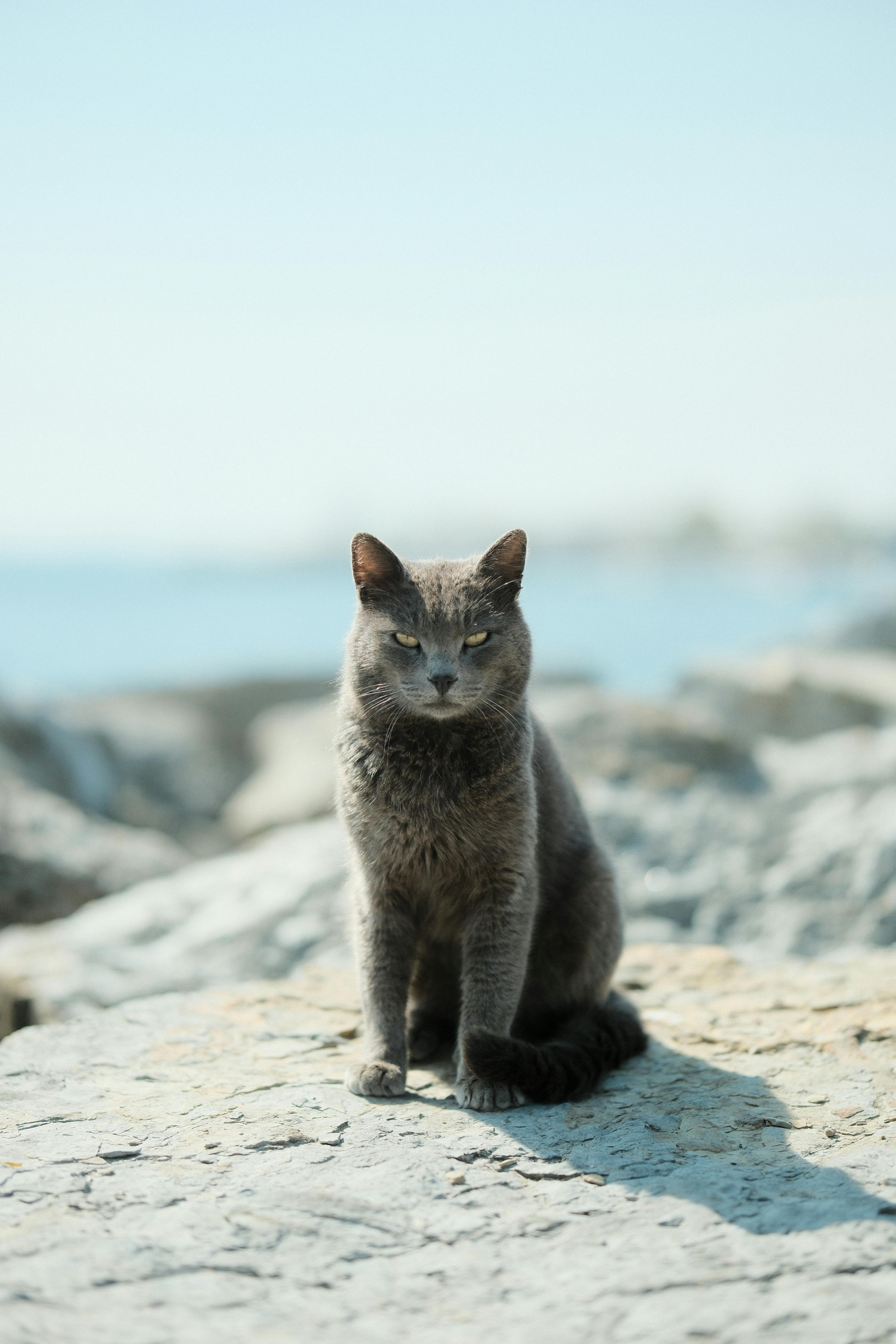 A peaceful gray cat sits on rocks by the sea in Degirmendere, Kocaeli, Türkiye.