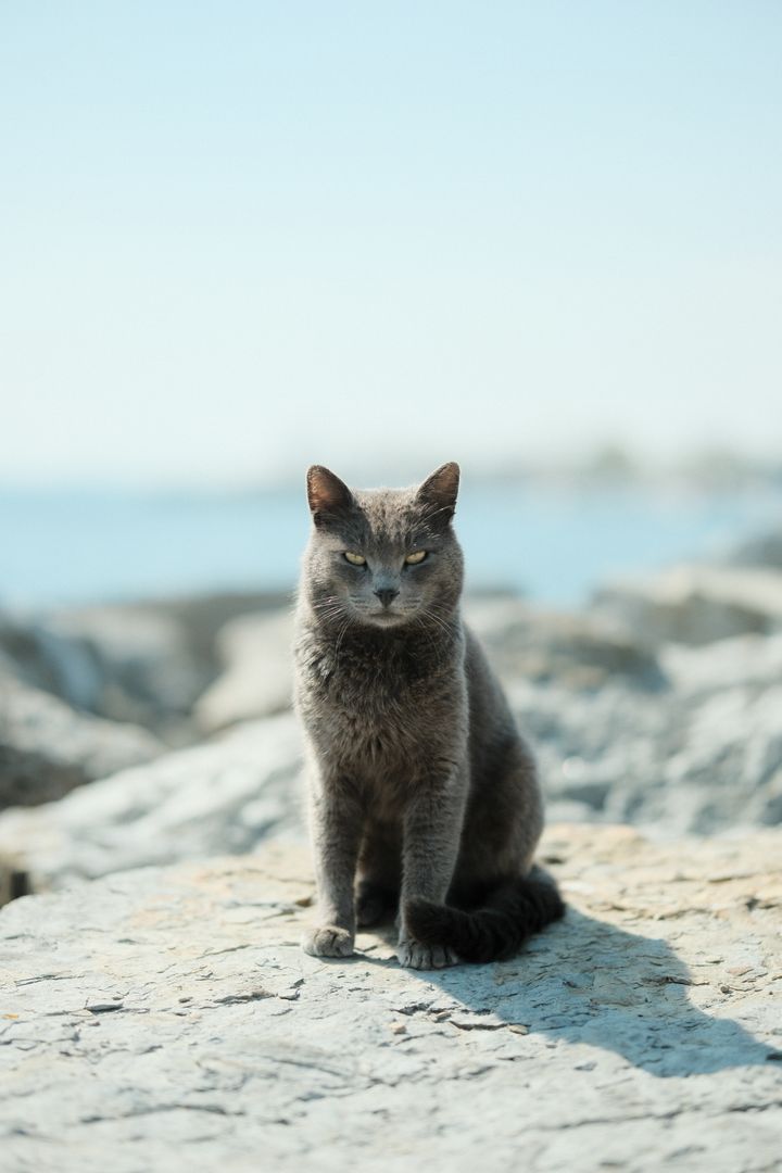 Sea Cat, Kocaeli, Türkiye