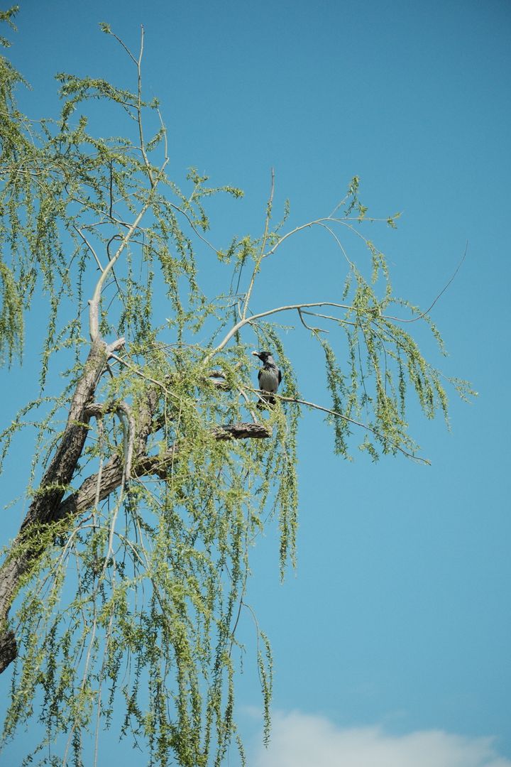 Willow Bird, Kocaeli, Türkiye