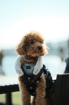 Cute poodle in a fashionable jacket enjoying a sunny day in Degirmendere, Türkiye.