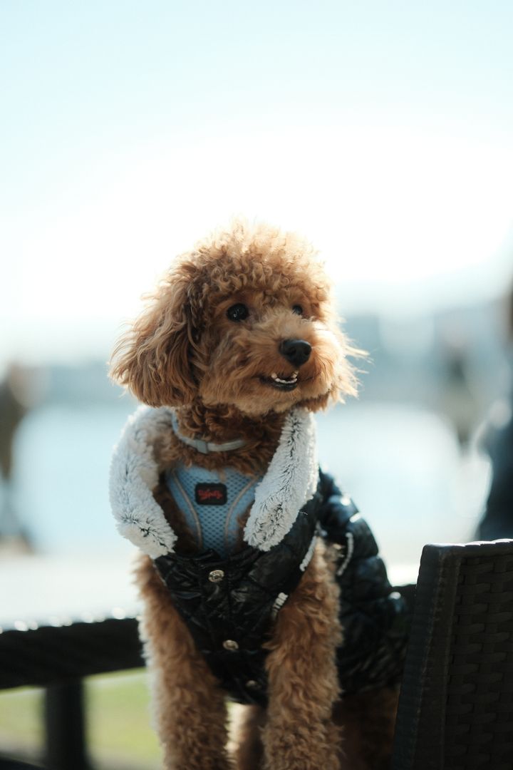 Poodle in Sun, Kocaeli, Türkiye