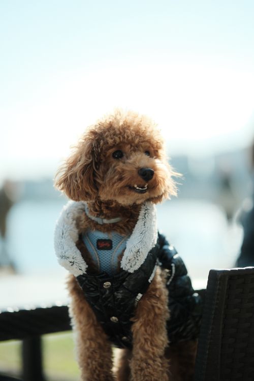 Free Cute poodle in a fashionable jacket enjoying a sunny day in Degirmendere, Türkiye. Stock Photo
