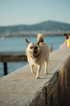A cheerful dog walking along a seaside promenade in Degirmendere, Kocaeli, Türkiye.