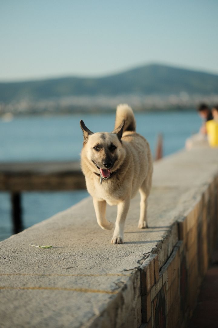 Promenade Dog, Kocaeli, Türkiye