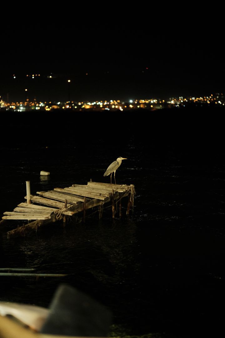 Night Heron Sentinel, Kocaeli, Türkiye