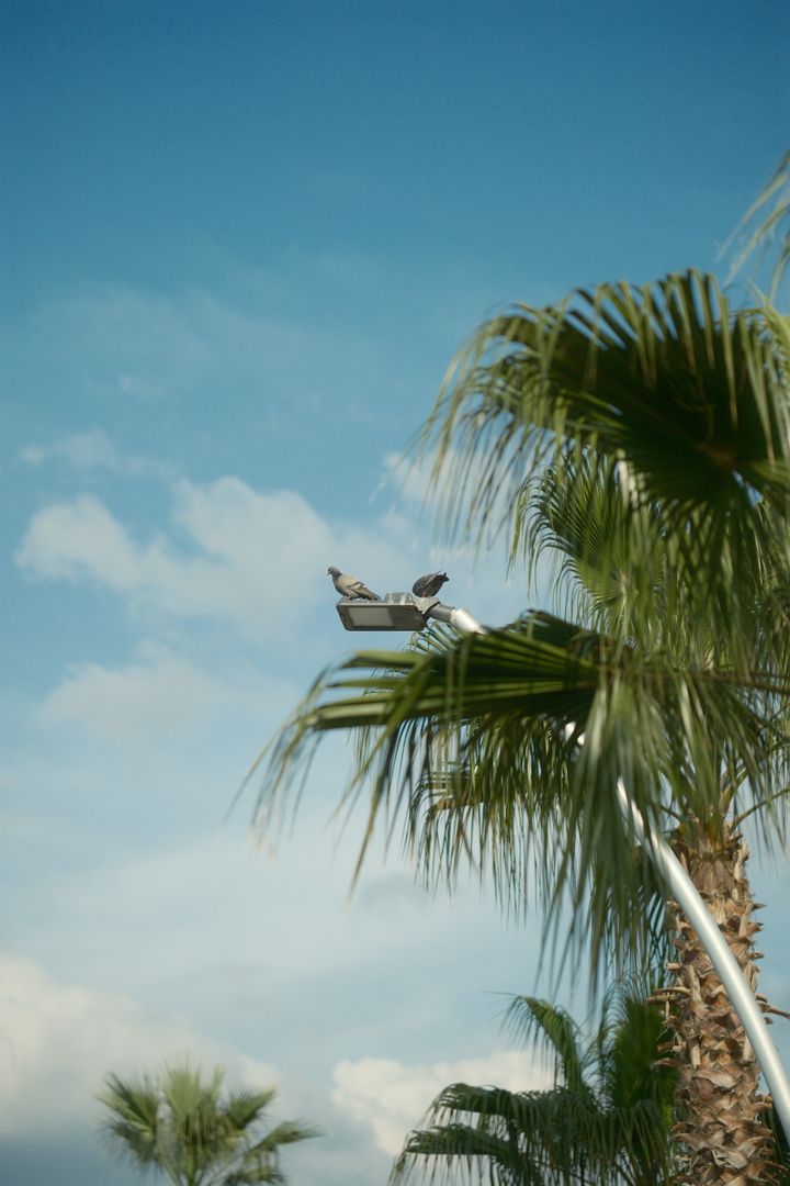 Pigeons & Palms, Kocaeli, Türkiye
