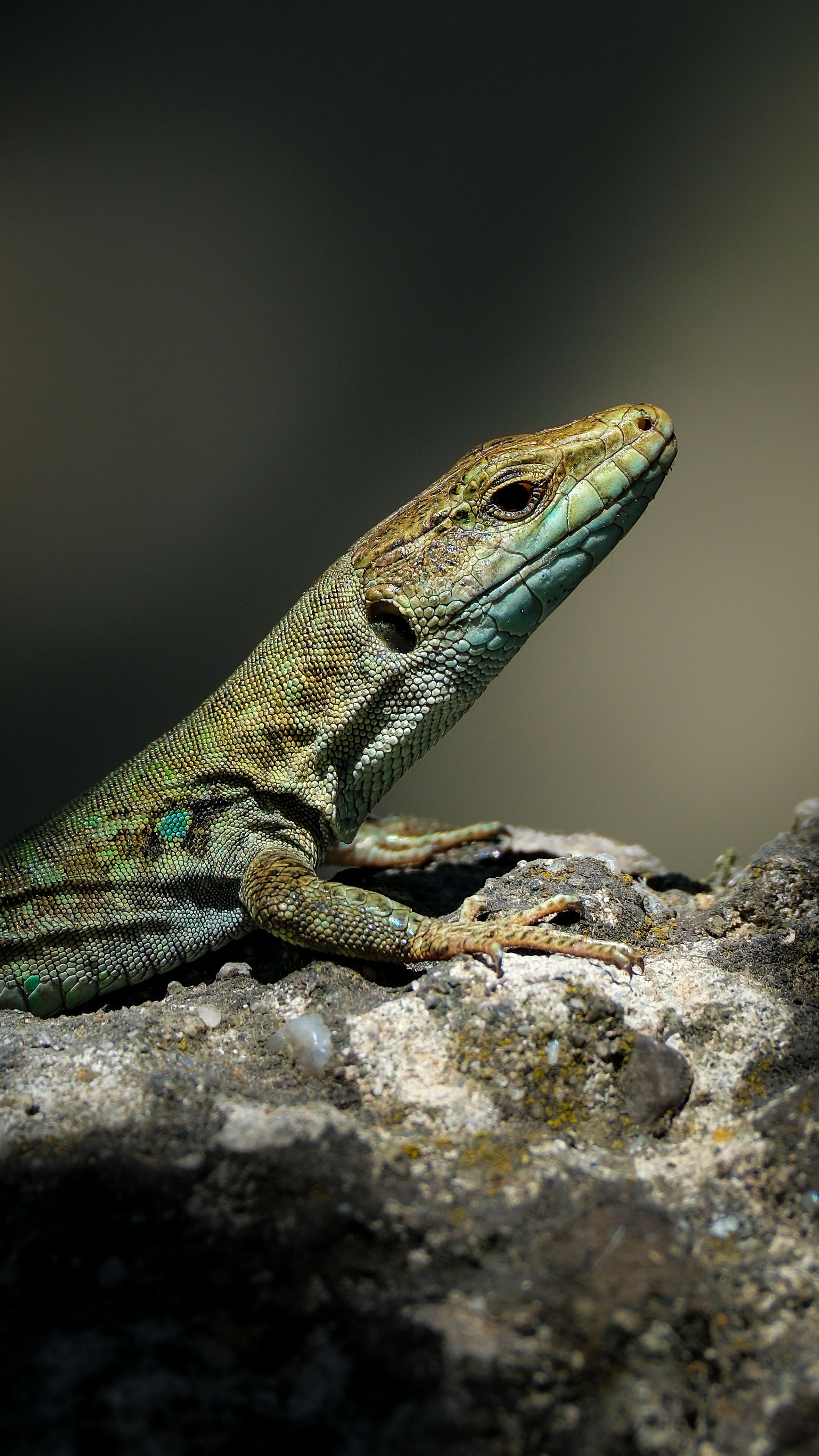 Close-up of Lizard in Natural Habitat · Free Stock Photo
