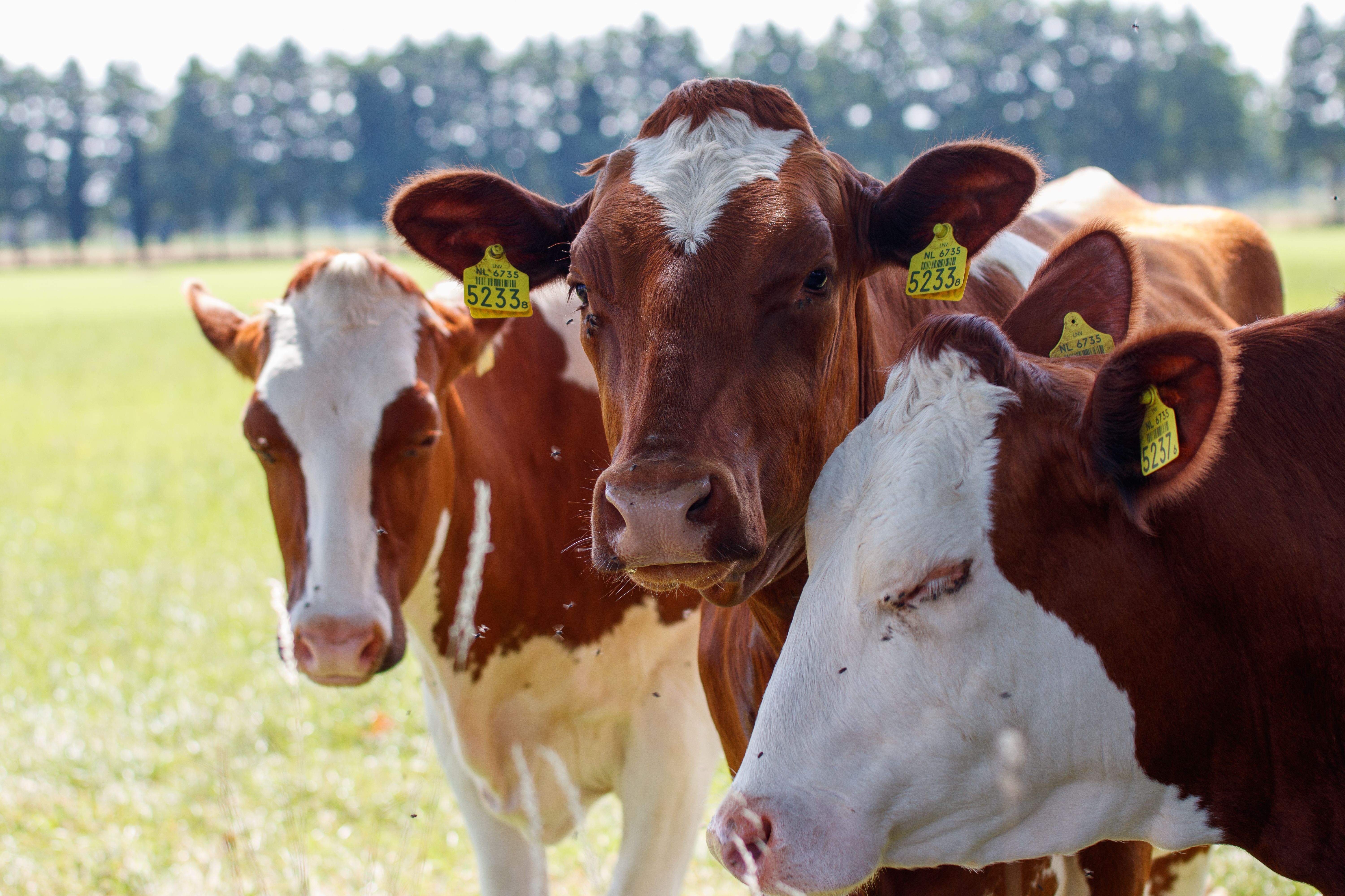 Close-up of three cows grazing in a sunny, green pasture. Ideal for agricultural themes.