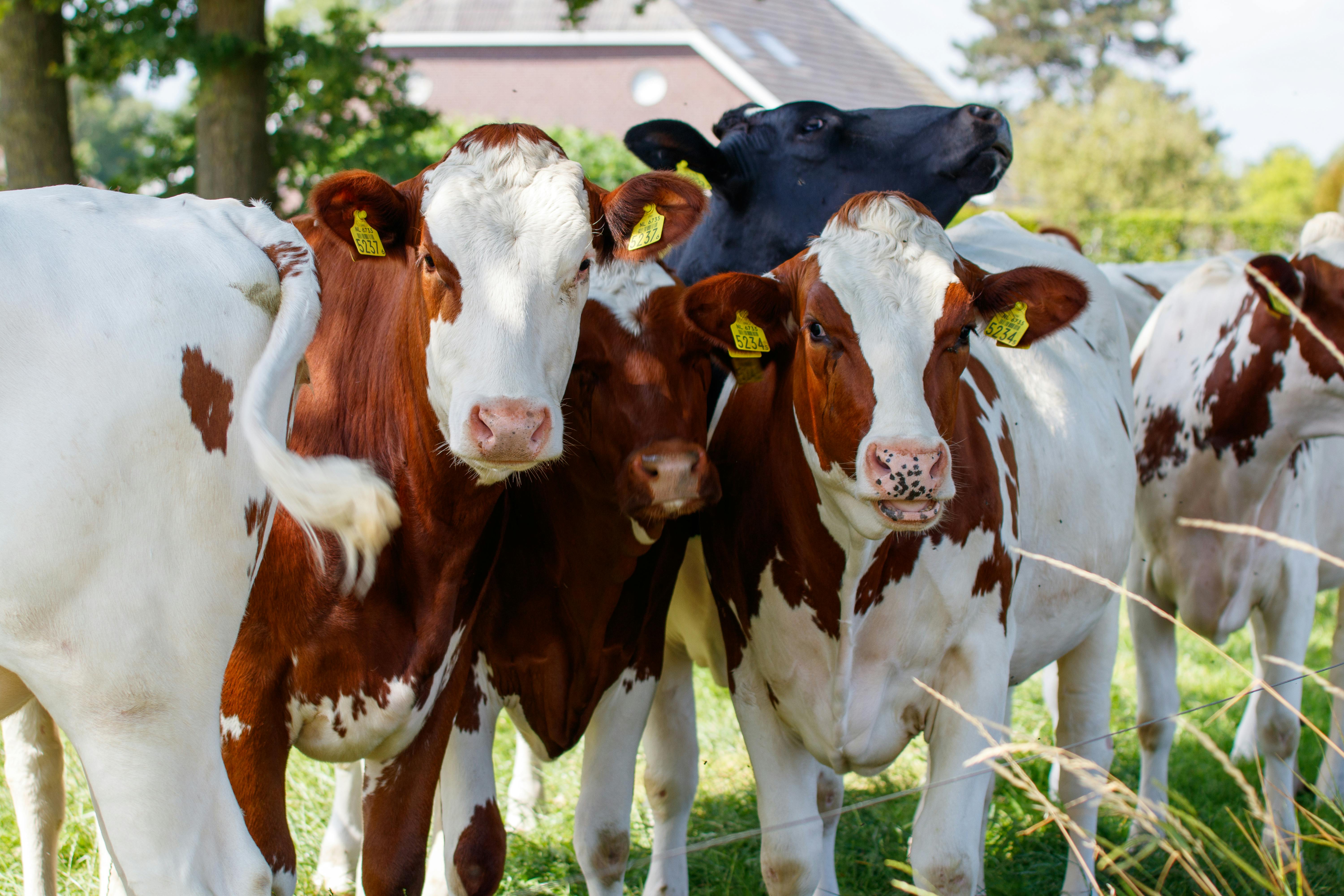 Animal health company is now human-animal bond certified — Photo by Freek Wolsink on Pexels