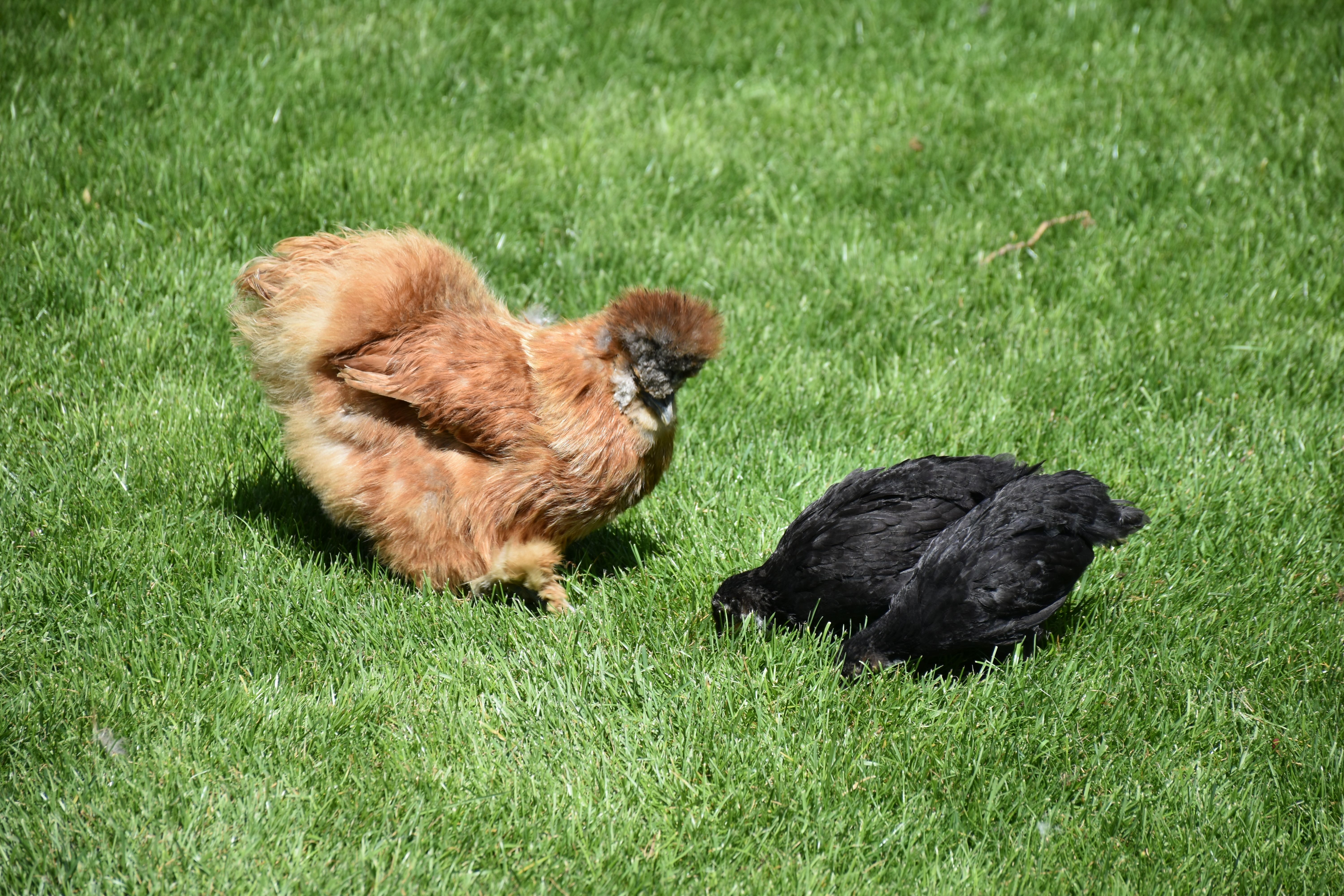 Backyard Chickens