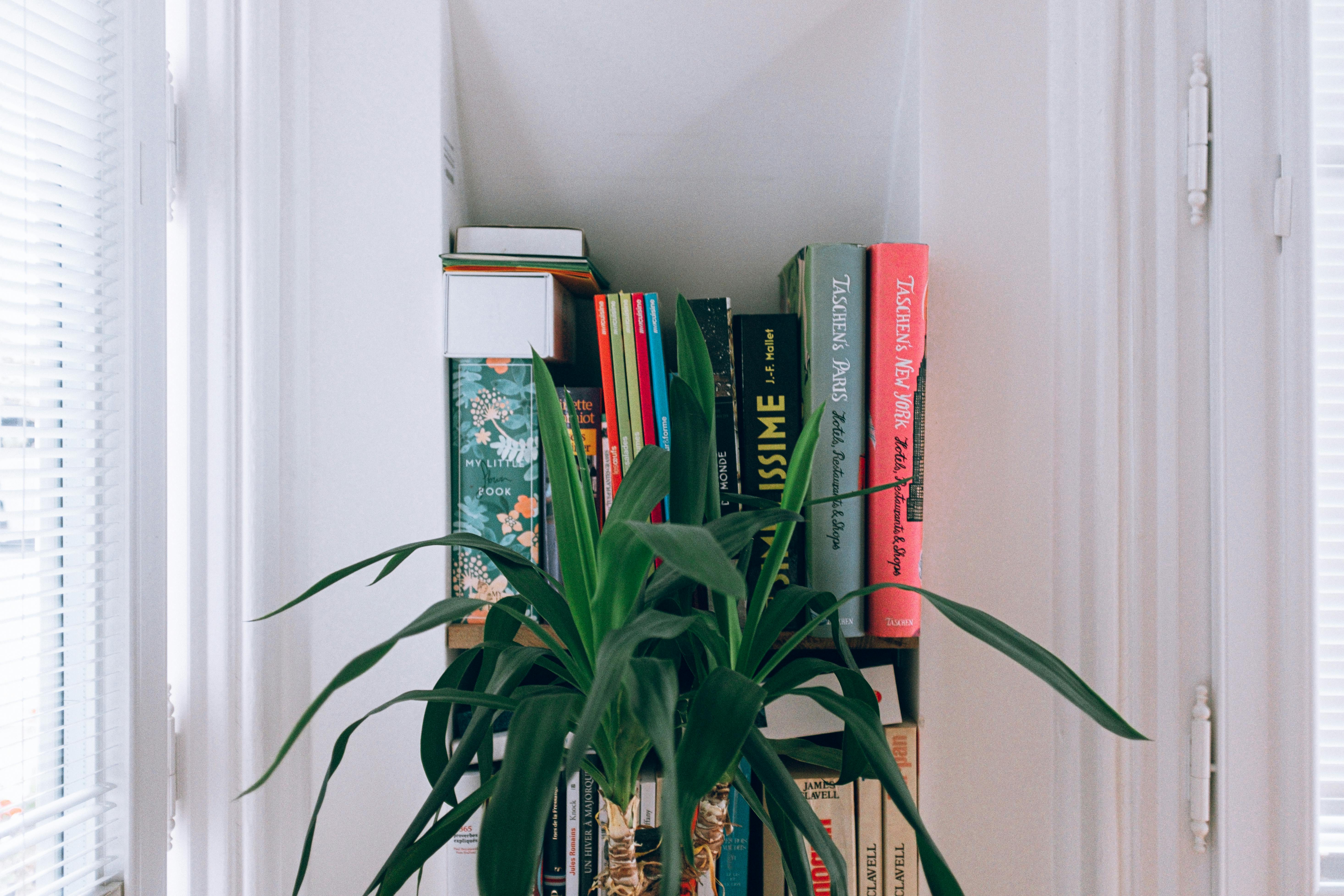 Green Leaf Plant Near Bookshelf 
