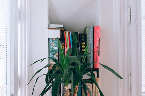 Green Leaf Plant Near Bookshelf 