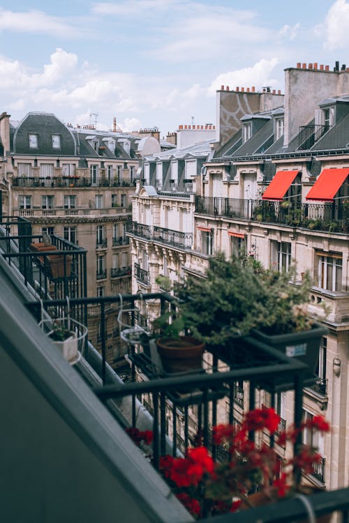 Plant On A Balcony