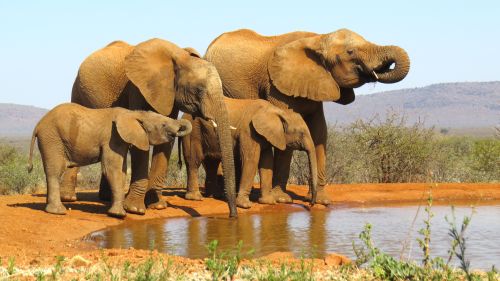 Free A family of African elephants gathered at a waterhole in South Africa. Stock Photo