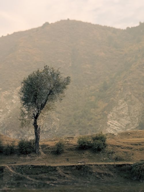 Free A peaceful landscape featuring a lone tree and majestic mountains in Baramulla. Stock Photo