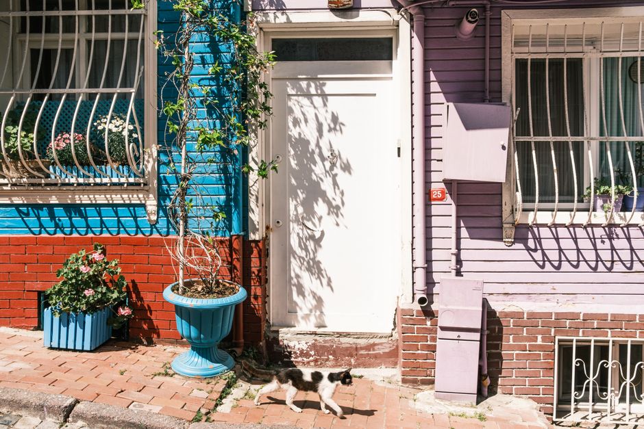 A charming colorful house facade with a black and white cat walking on a sunny afternoon.