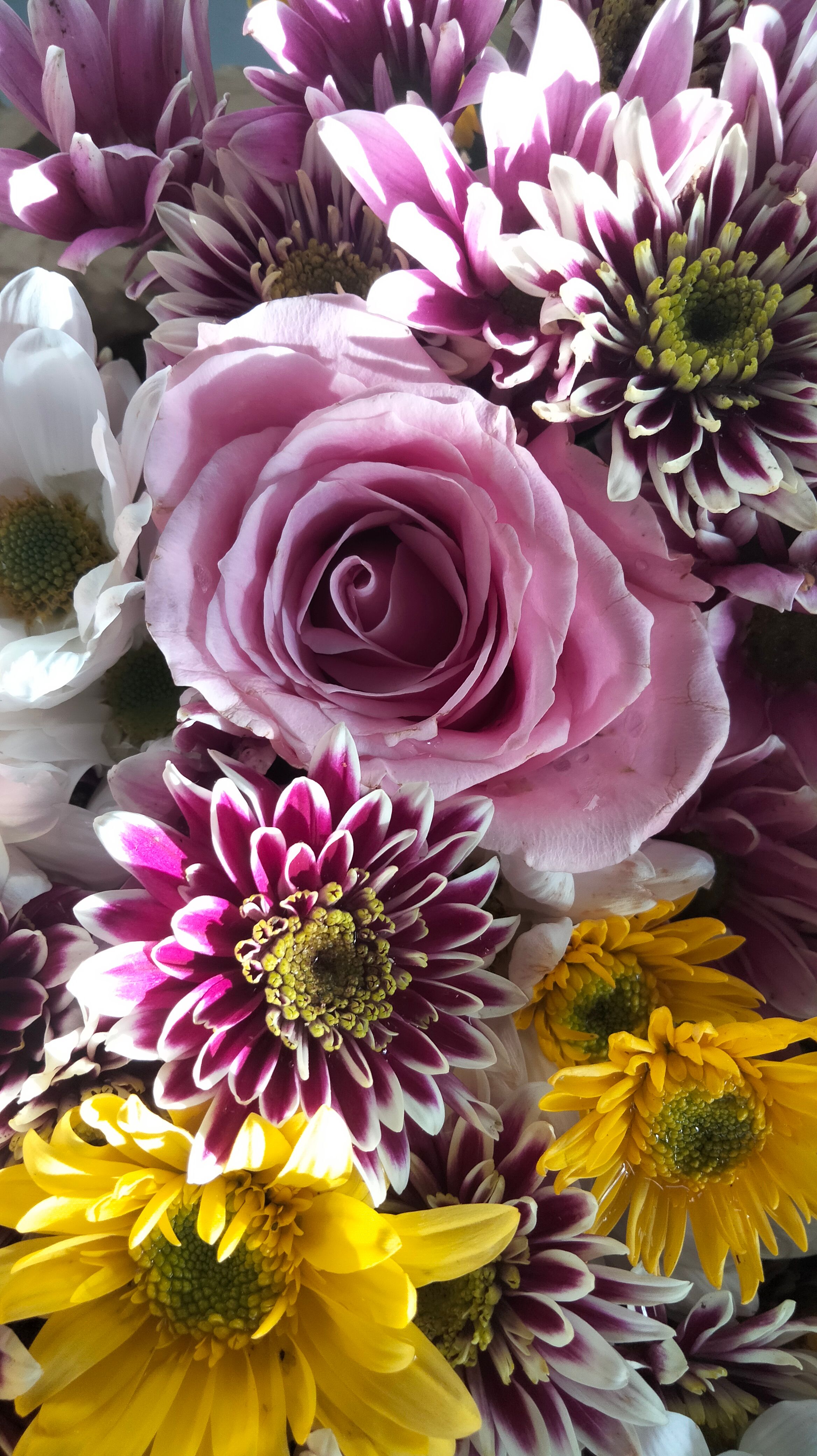[ColoSach]-close-up-of-vibrant-pink-rose-and-chrysanthemums,-showcasing-a-lively-floral-arrangement.