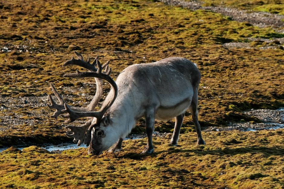 B.C. Approved Logging in Caribou Habitat Against Its Own Advice