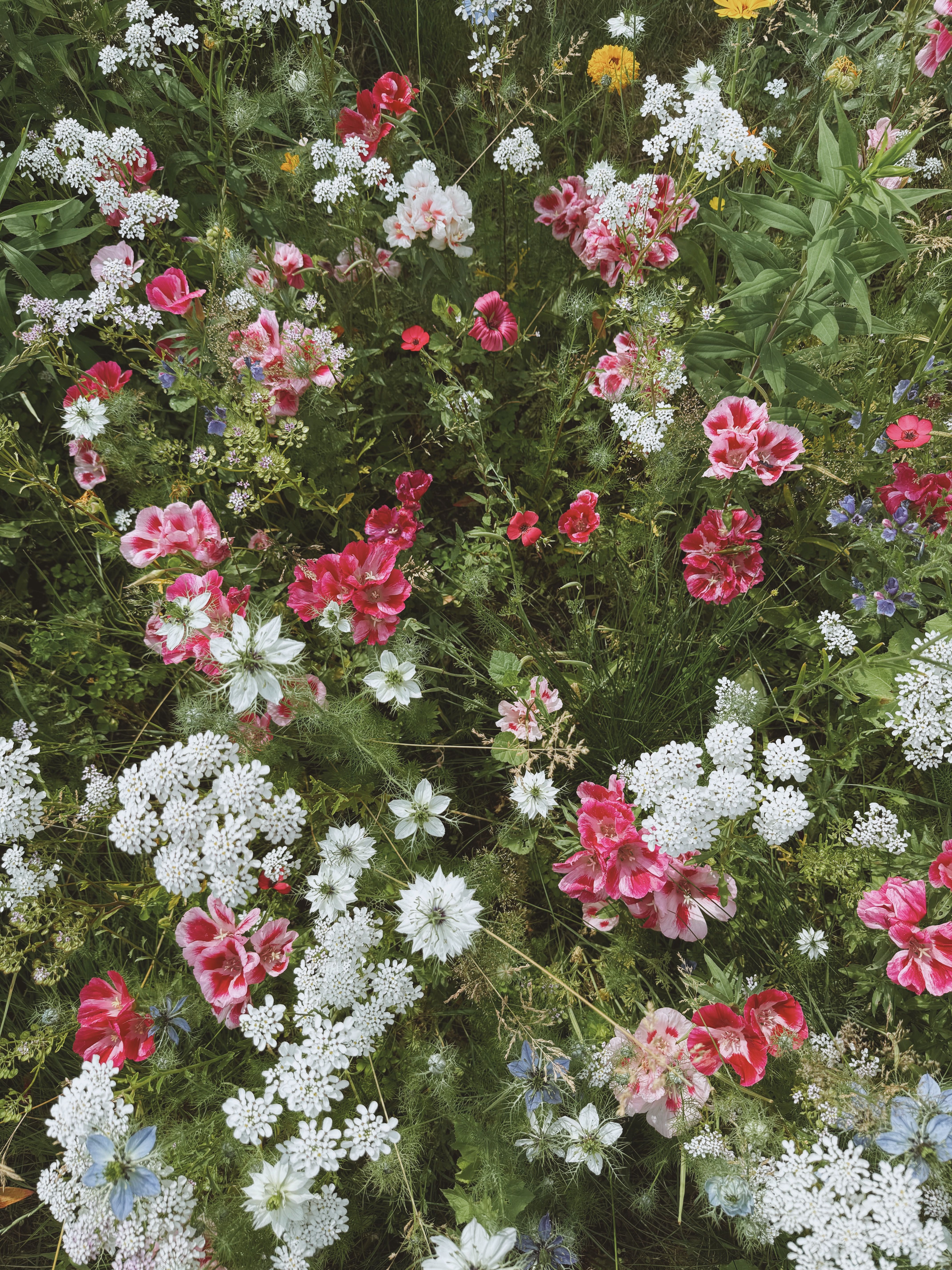 Vibrant Wildflower Meadow with Colorful Blooms · Free Stock Photo