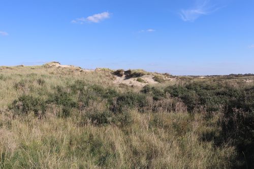 Free Serene coastal landscape with grassy dunes under a clear blue sky, perfect for nature enthusiasts. Stock Photo