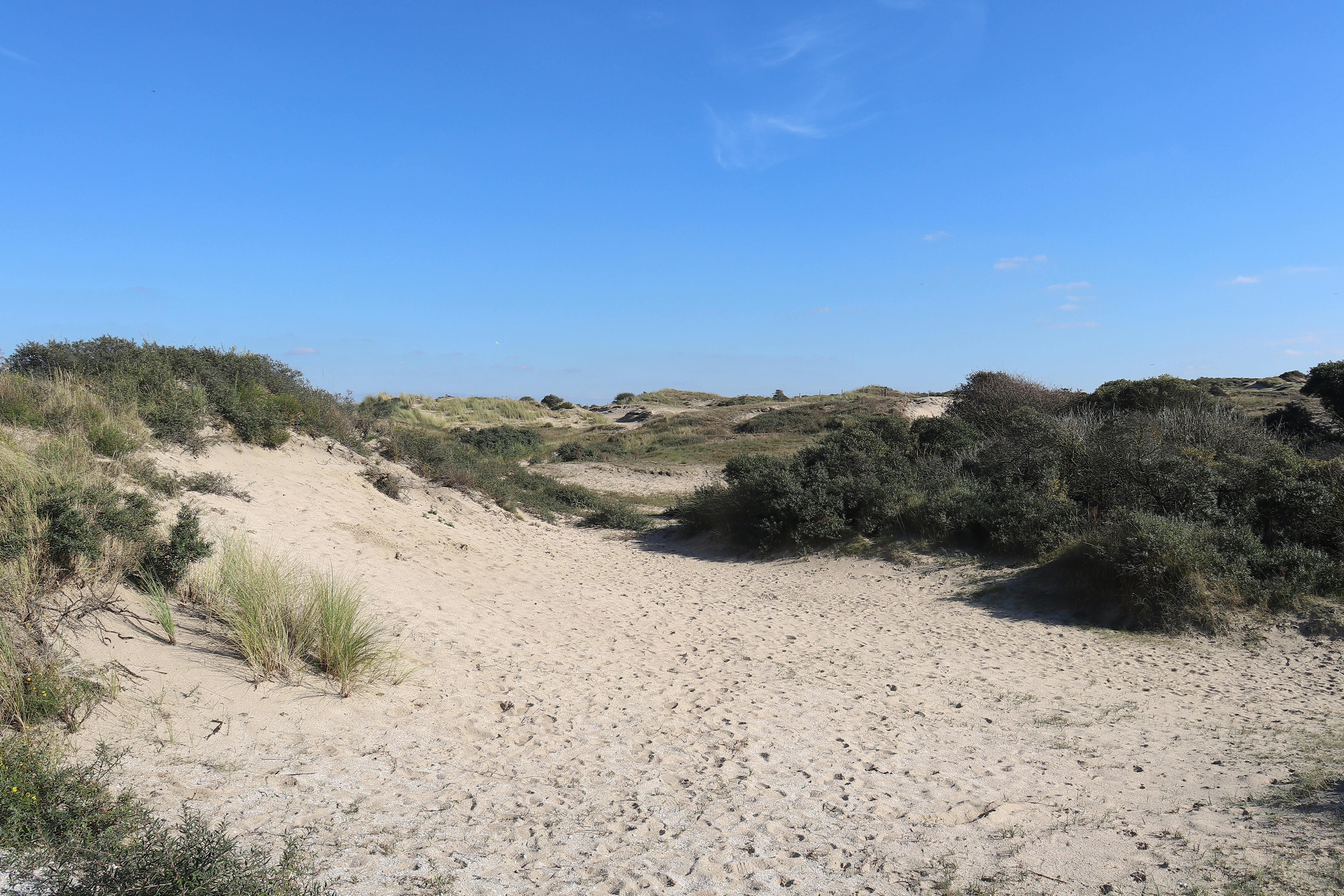 Raiz de ashwagandha em pó e cápsulas, erva medicinal para saúde sexual