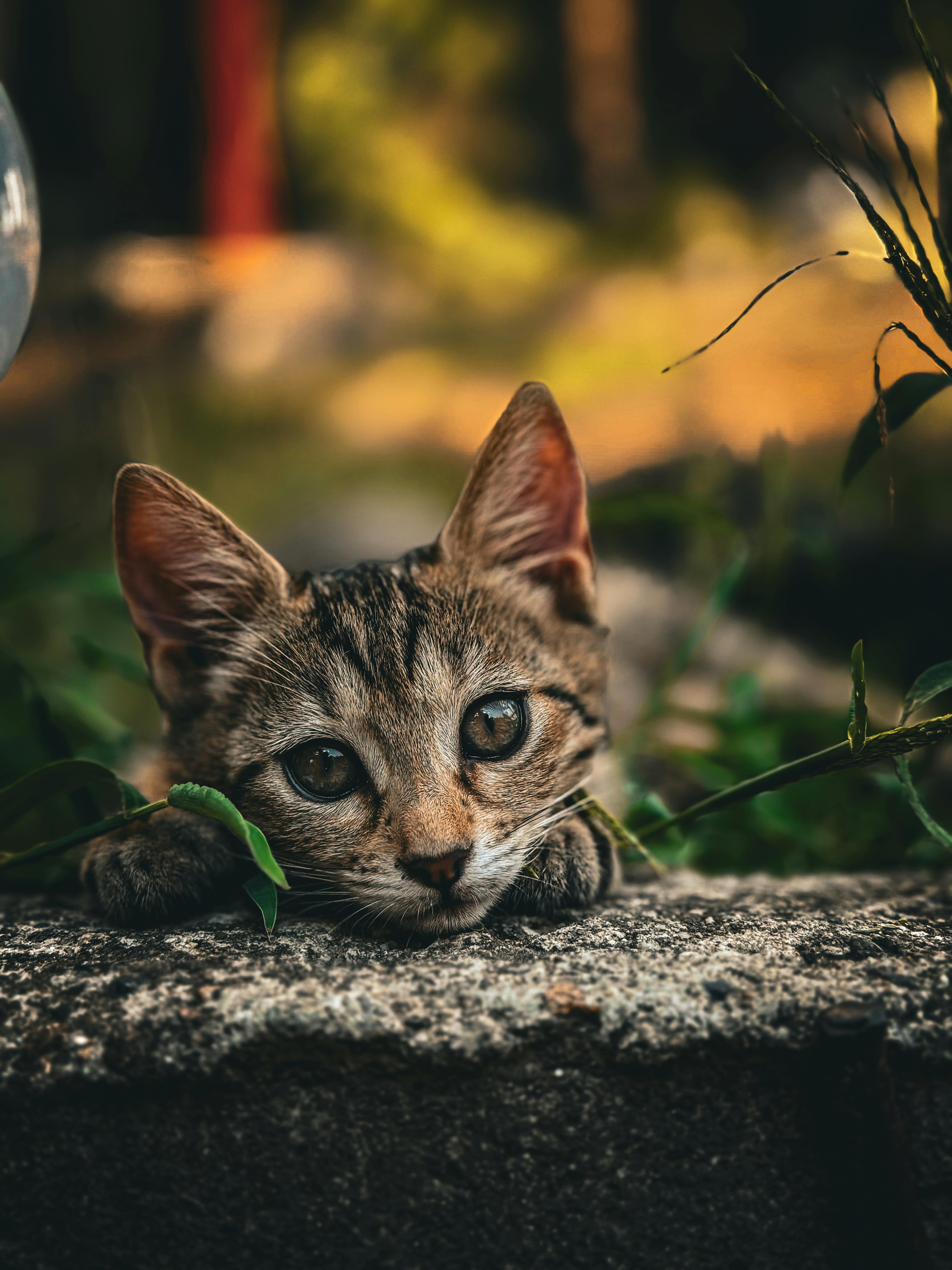 Adorable tabby kitten lying on stone with plants around, embodying curiosity and playfulness in a garden setting.