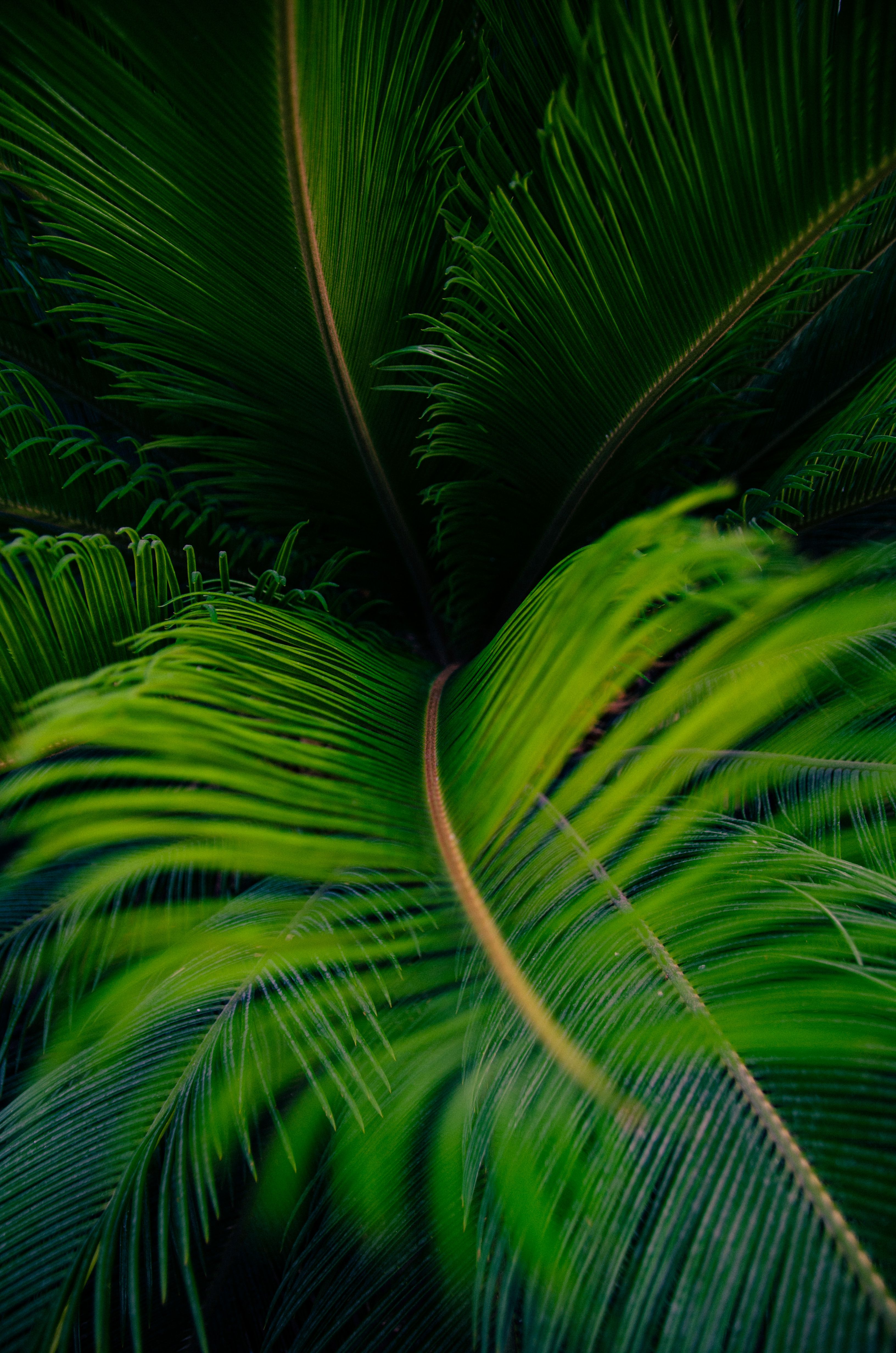 Fotomural Fotolia