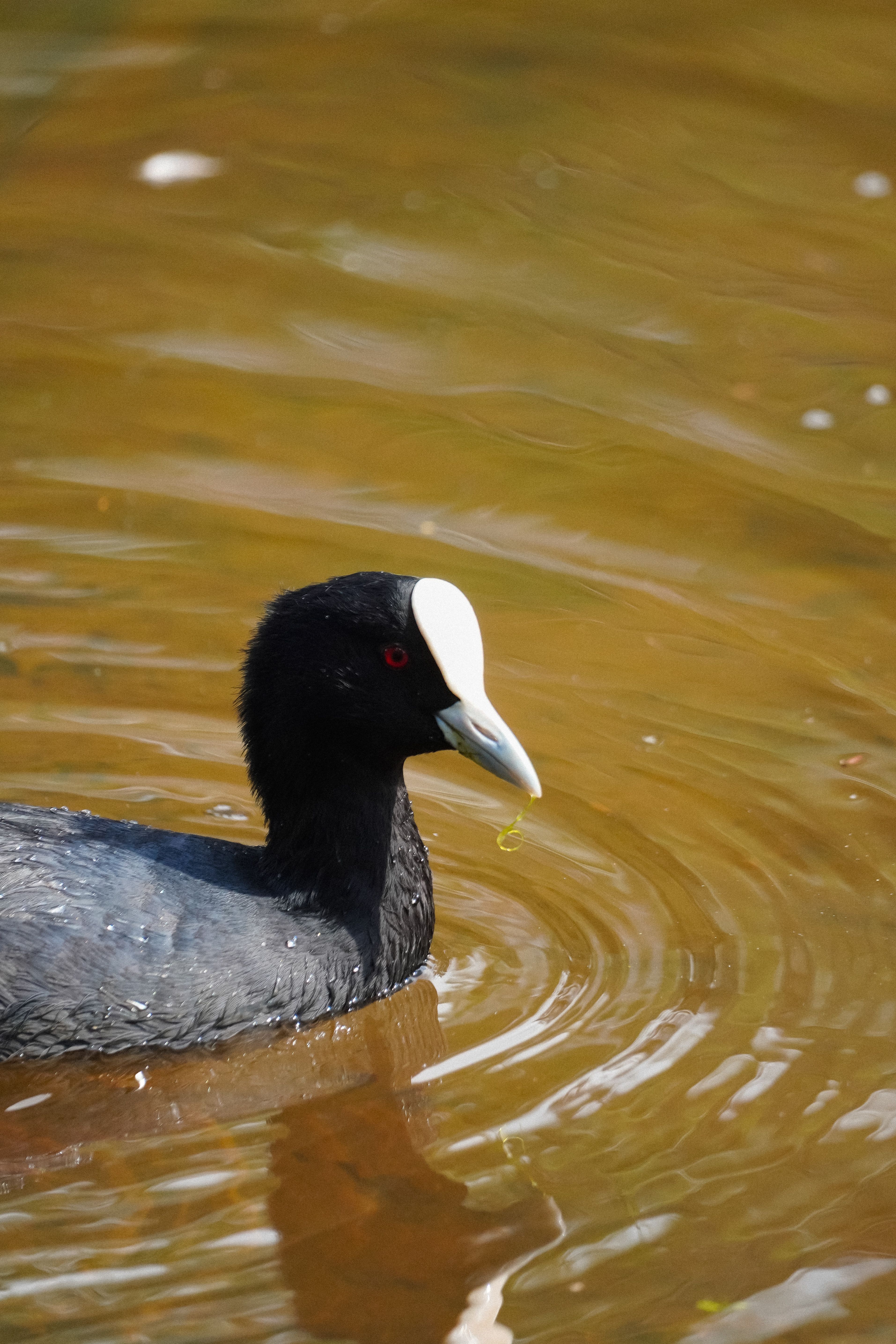 American Coot Swimming in Serene Waters · Free Stock Photo