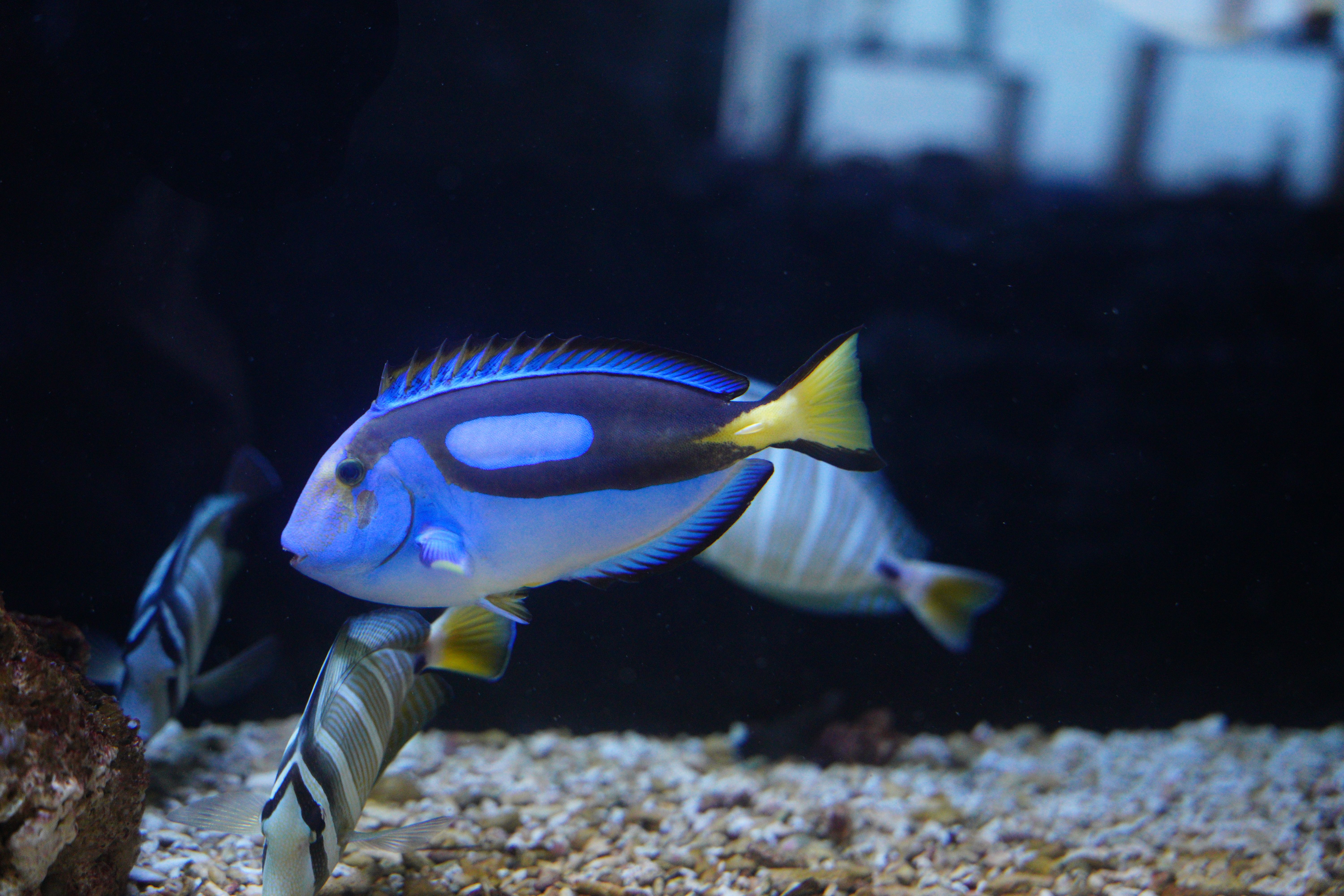A vibrant blue tang fish swims gracefully in a dimly lit aquarium setting.