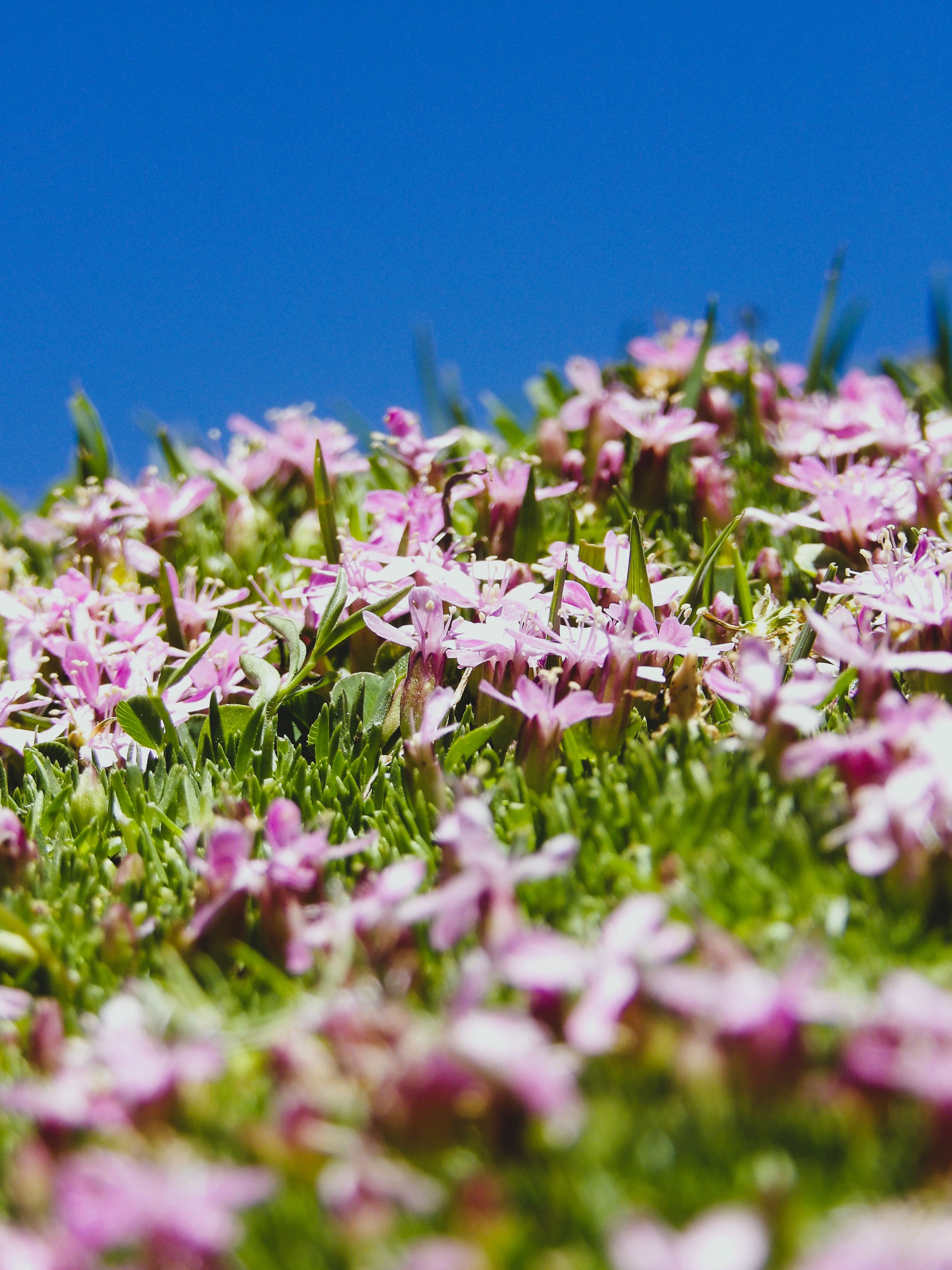 Vibrant Pink Flowers in Alpine Meadow, Italy · Free Stock Photo