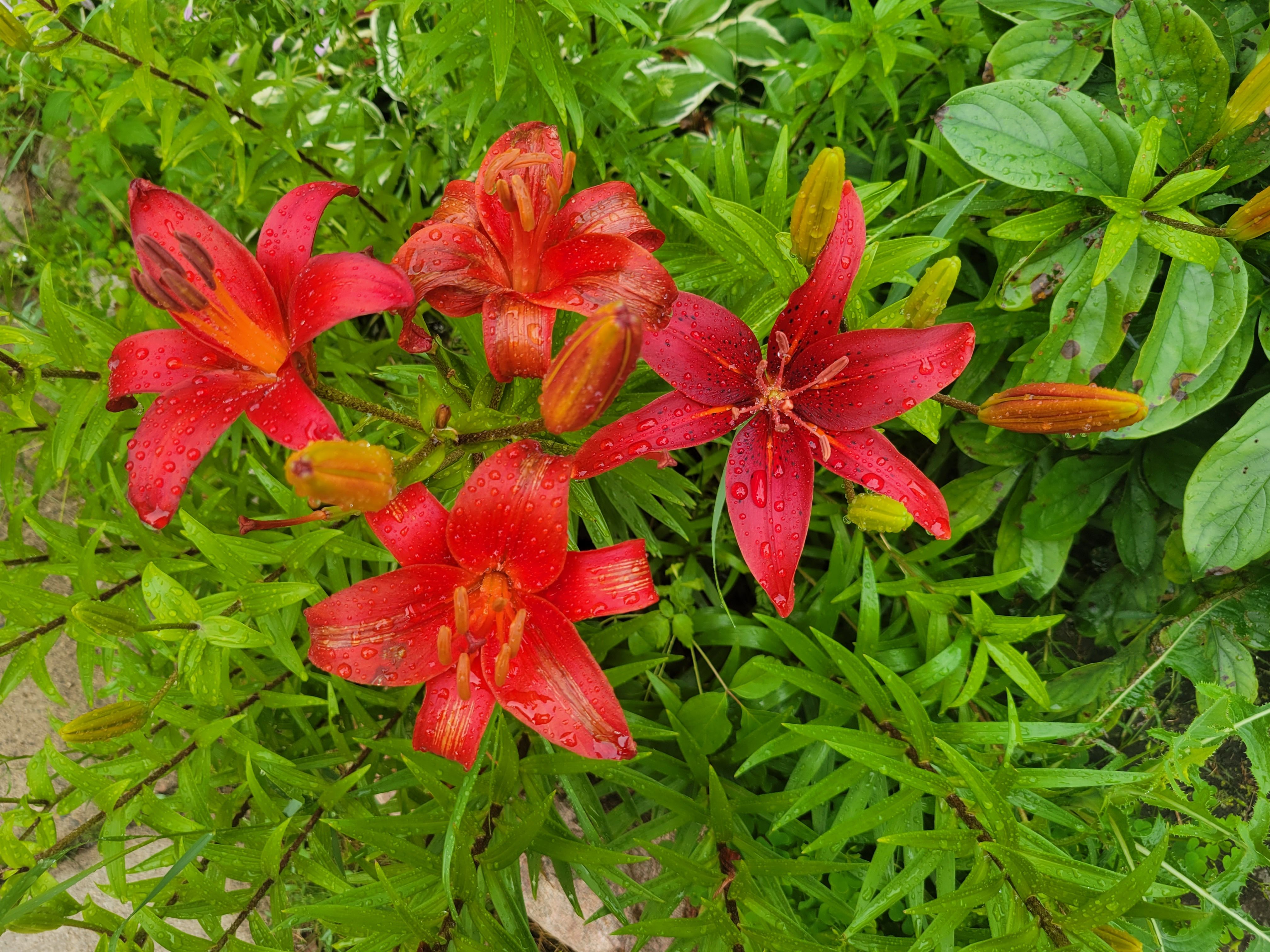 heat stressed dahlia lily daylily leaves