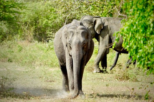 Majestic wild elephants roam in the lush greenery of Uva Province, Sri Lanka.