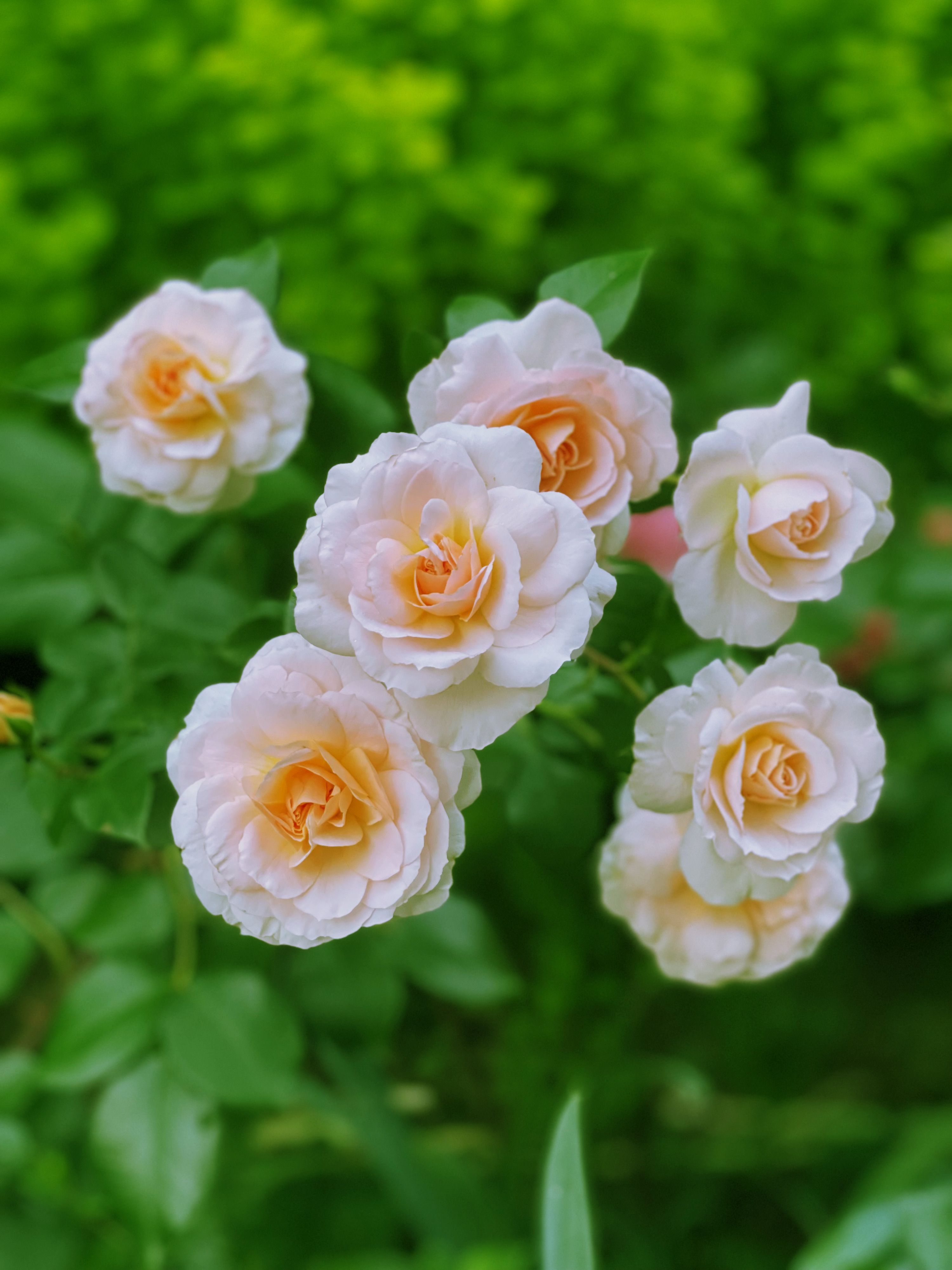 Beautiful Peach Roses in Bloom in Garden · Free Stock Photo