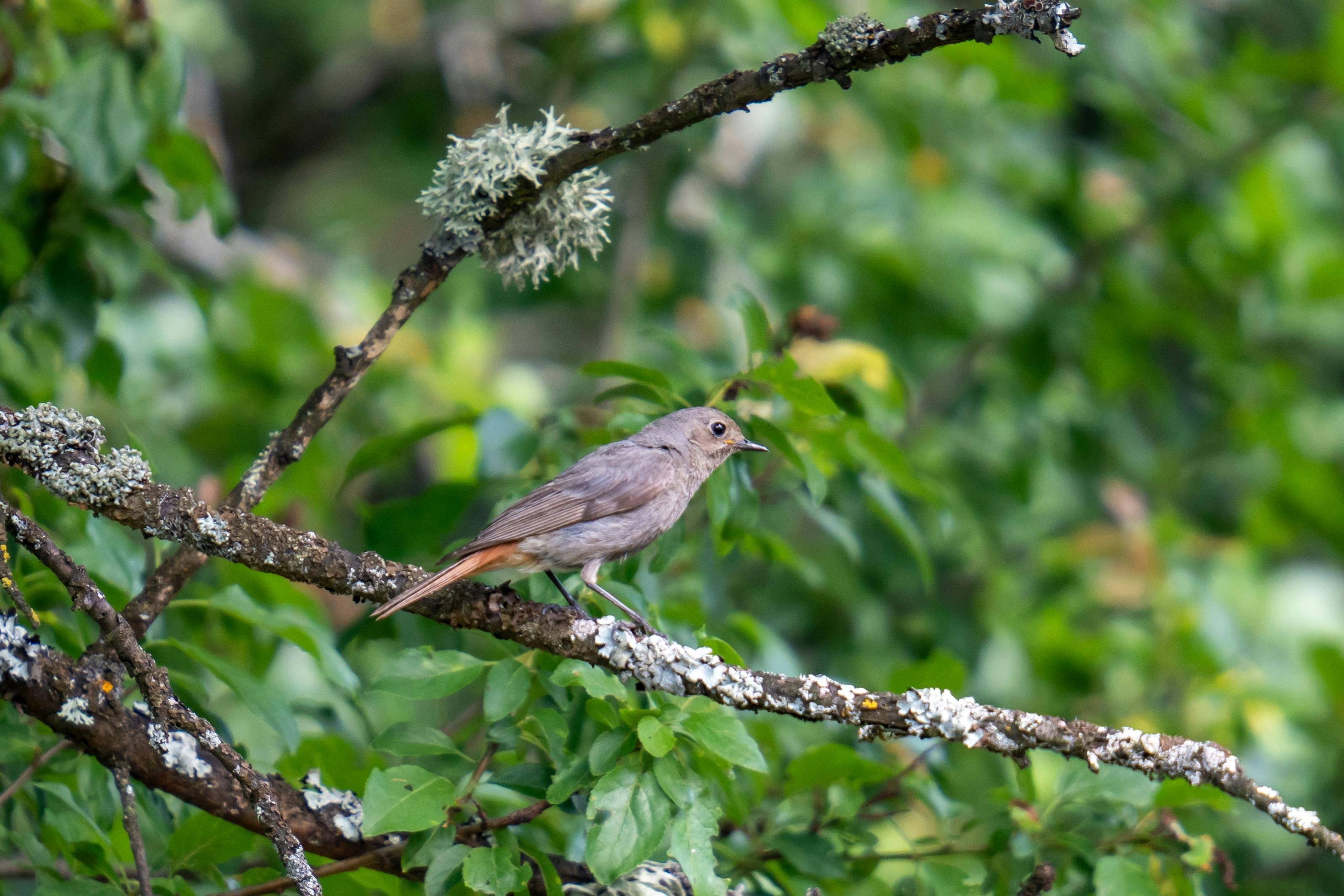 Common redstart bird perched on a lichen-covered branch in a lush green forest setting.