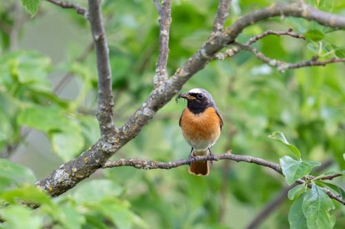 Free A beautiful male common redstart perched on a branch in a green forest setting. Stock Photo