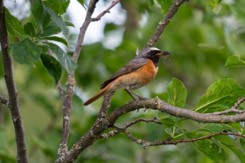 Free A male Common Redstart perched on a branch with a bug in its beak, surrounded by lush green foliage. Stock Photo