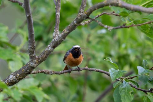Free A male common redstart bird perched on a branch amid lush green foliage in a forest setting. Stock Photo