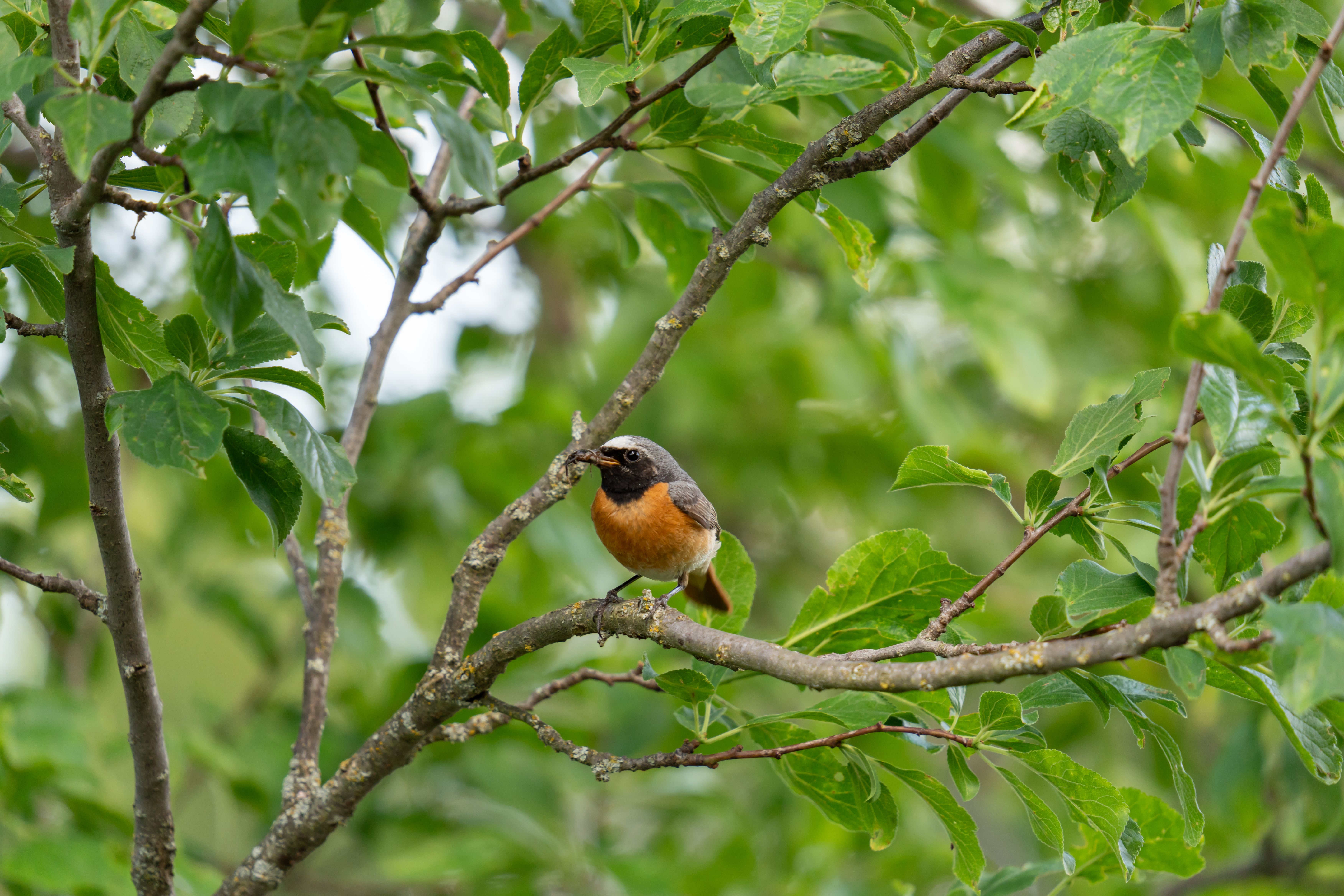 Male Common Redstart Perched on a Tree Branch · Free Stock Photo
