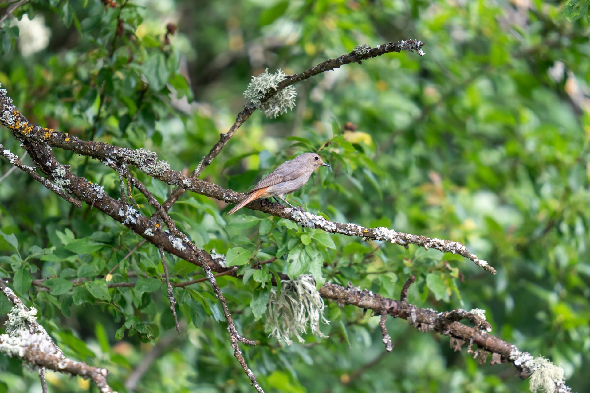 A common redstart bird perched on a mossy branch surrounded by lush green leaves in a forest setting.