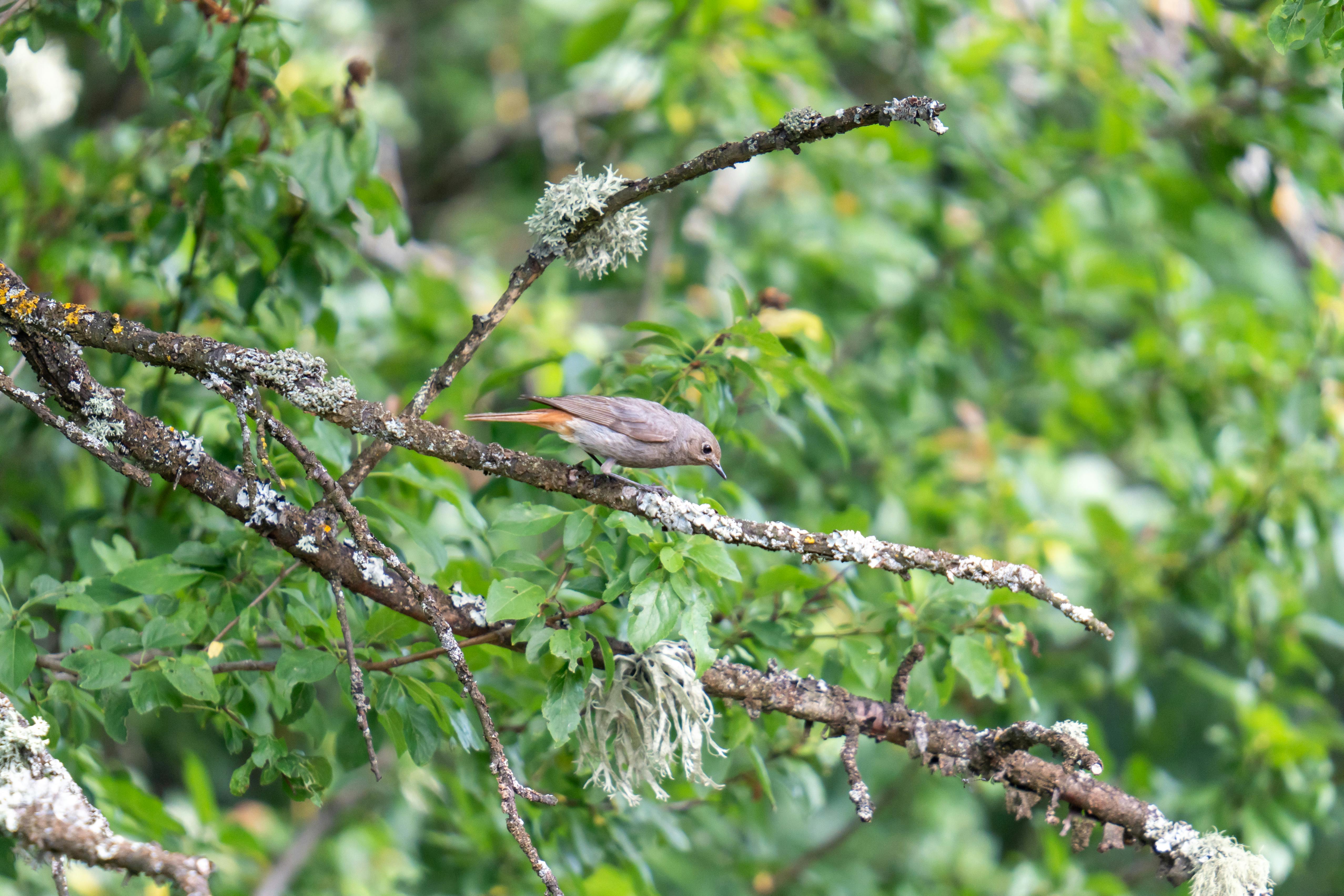The common redstart (Phoenicurus phoenicurus), or often simply redstart, is a small passerine bird in the genus Phoenicurus. Like its relatives, it was formerly classed as a member of the ...