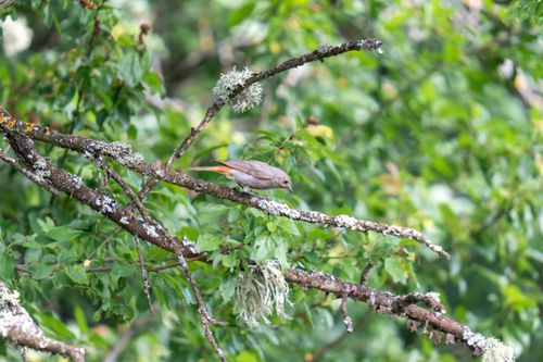 Free A Common Redstart perched on a lichen-covered branch in a lush green forest setting. Stock Photo
