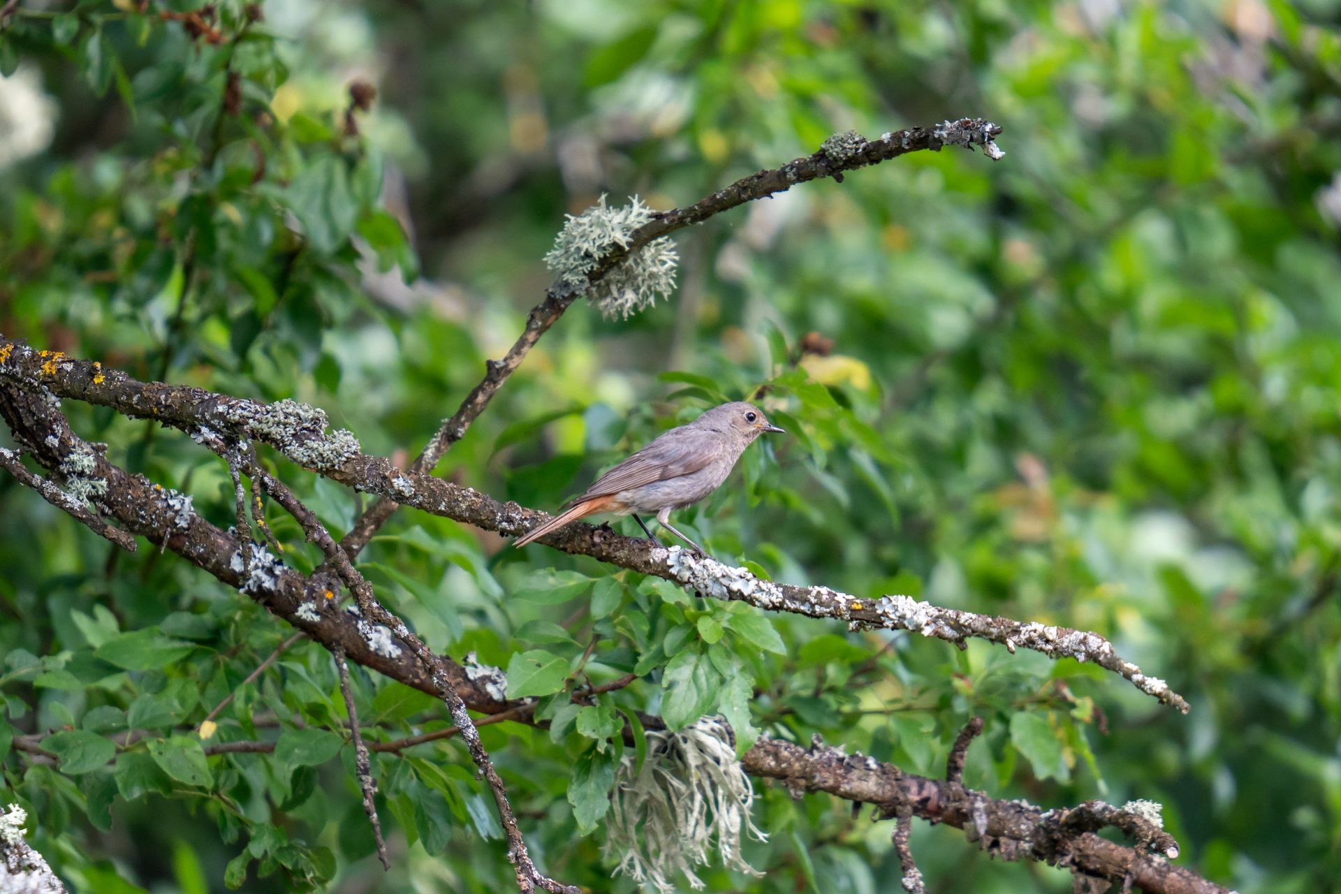A common redstart rests on a lichen-covered branch, surrounded by lush green foliage in a tranquil forest setting.