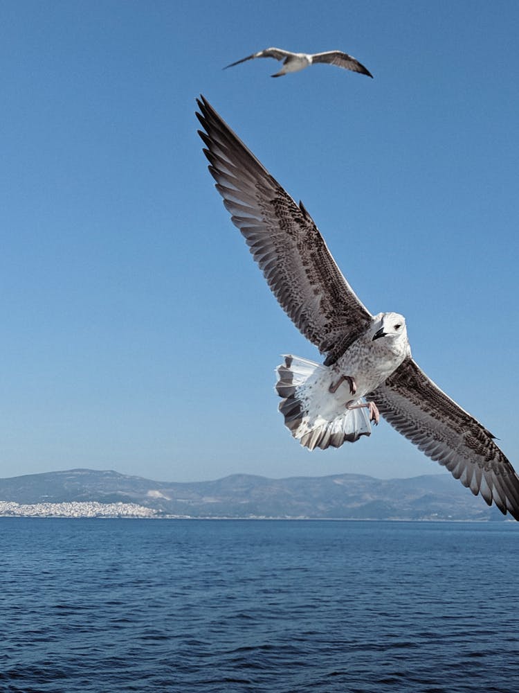 Seagulls Flying Over Sea 