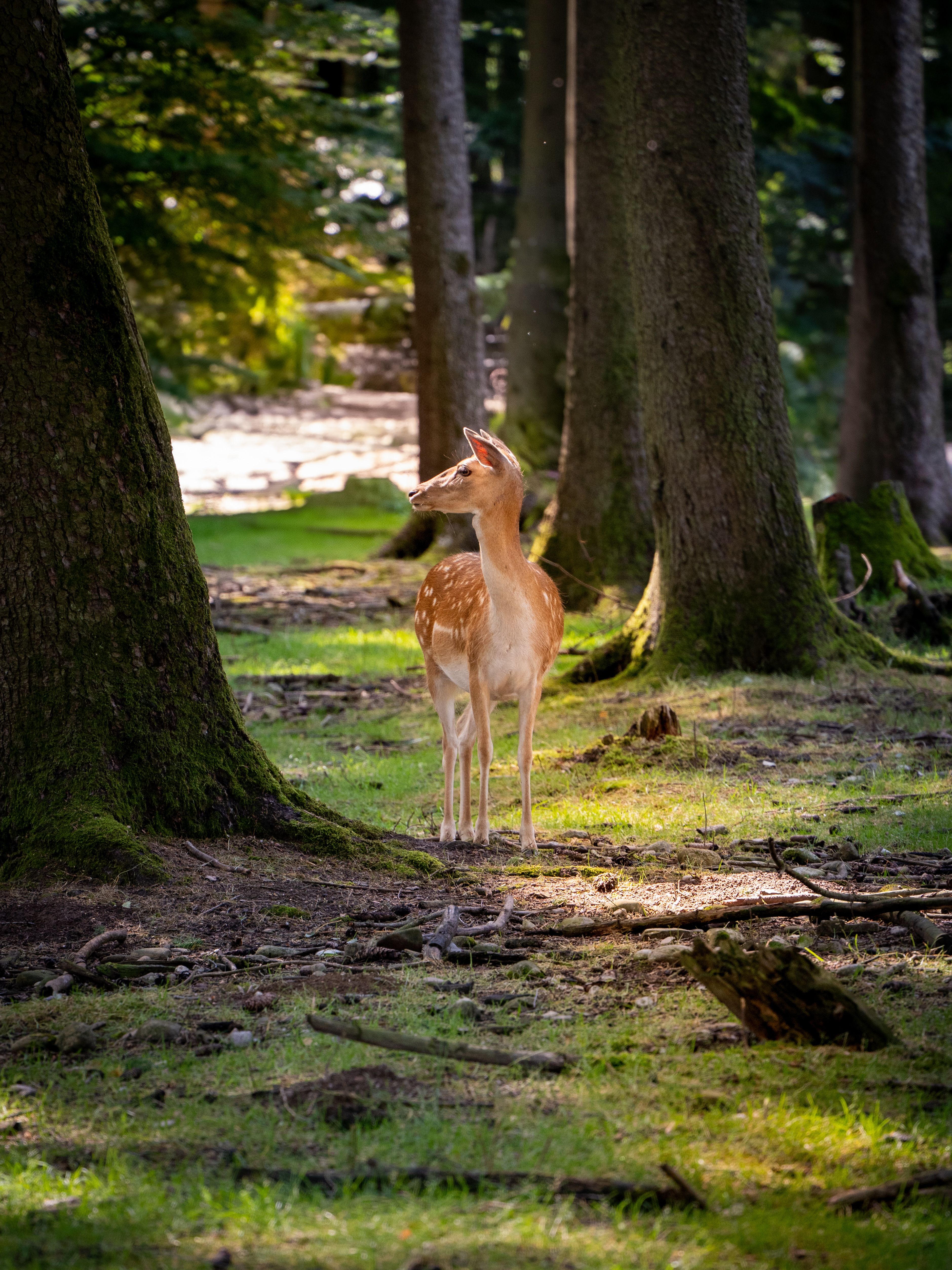 A serene deer stands in a sunlit forest clearing with rays filtering through the trees.