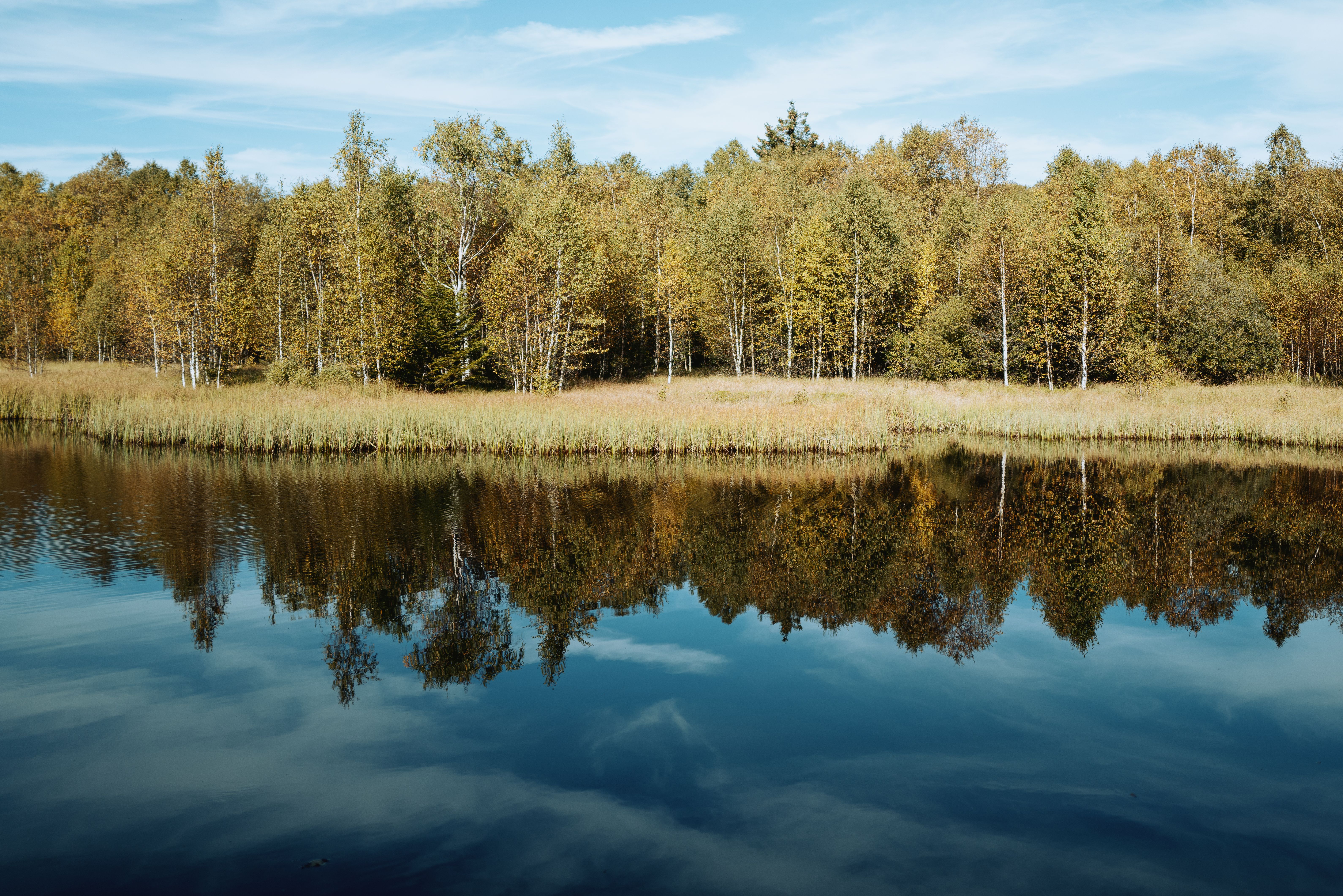 Trees Beside Lake Under Blue Sky · Free Stock Photo